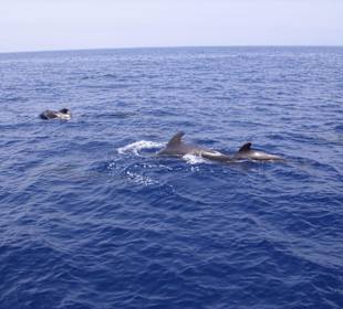 Wal und Delfin beobachtung