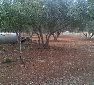 Olivenbaum