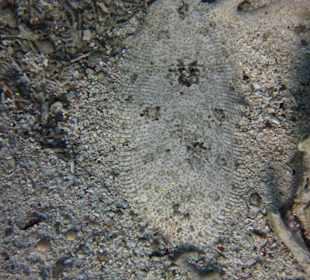 Placatá ryba v pravé laguně