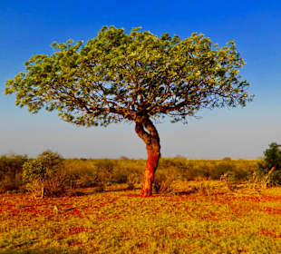 Tsavo East