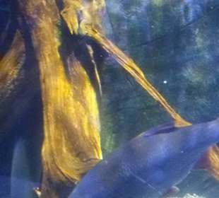 Es gab viel zu sehen