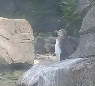 Einfach ein Pinguin