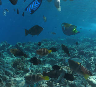 Schnorchler und Fische