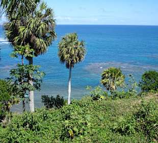 Tropical Beach Safari