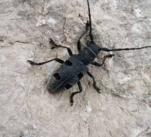 Tierwelt Biokovo