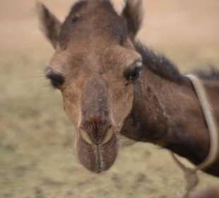 Kamelmarkt, El Shalateen