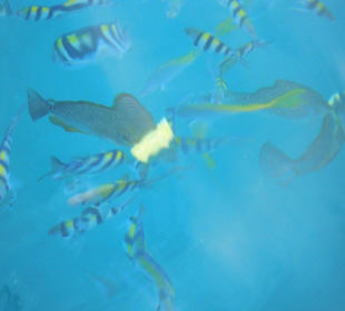 Korallenriff im Marine National Park