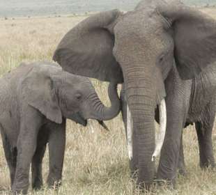 Elefanten in der Mara