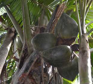 Vallee de Mai/ coco der Mer