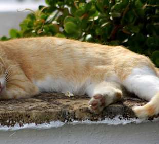 Mittagsschlaf im Kloster Paleokastritsa