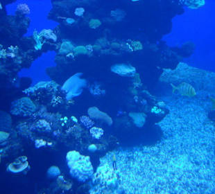 Palma Aquarium