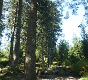 Wanderung zum Kleinen Arber