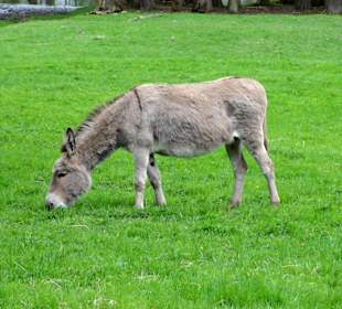 Esel auf ihrer Weide