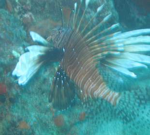 Rotfeuerfisch Tauchen St. Lucia/Deux Pitons