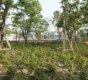 Große Blumenfelder zieren den Park