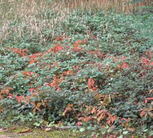 Gedenkstätte Alter Jüdischer Friedhof