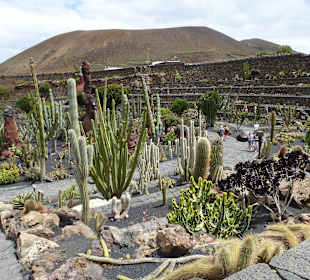 Im Garten Jardin de Cactus