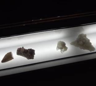 Museum für Naturkunde