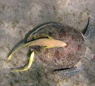 Schildkröte in der Nachbarbucht Abu Dabab