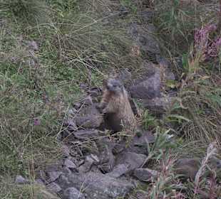Wandern Martino di Castrozza