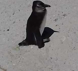 Stadtrundfahrt Kapstadt