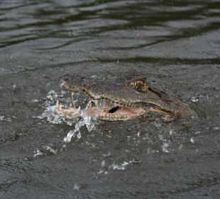 Krokodyl