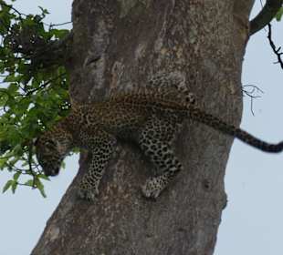 Baby-Leopard robbt sich zum Muttertier
