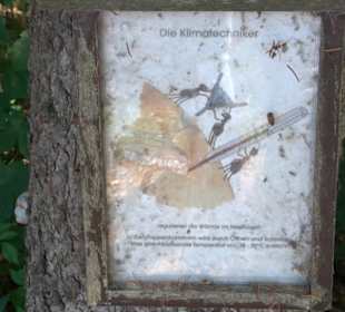 Waldameisen-LehrPfad