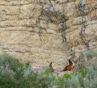 Hühner nisten dort in den Felsen