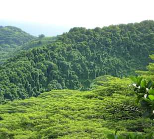 Die Insel ist dicht bewachsen!