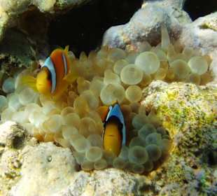 Anemonenfische in Sharm el Naga