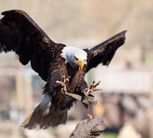 Wildparadies Flugvorführung