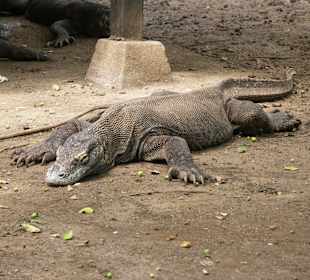 Komodowaran auf Rinca