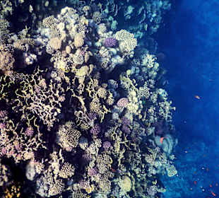 Hausriff, wenig Artenreich und große Teile tot und verbliche