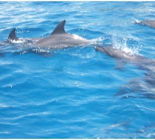 Delfinschwimmen in Hurghada Rotes Meer-Morgenland 