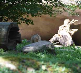 Tierpark Hagenbeck