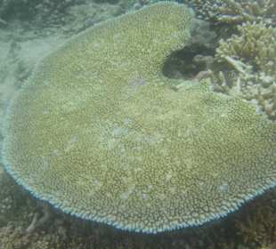 Сноркелинг на острове Сноркел.