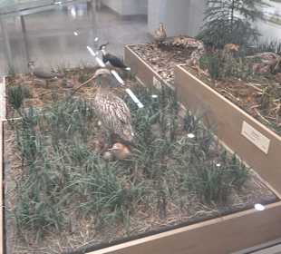 Staatliches Naturkunde Museum