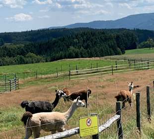 Wandern Winden im Elztal