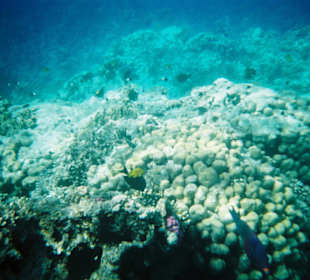 Schnorchelausflug Giftun