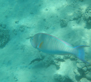 Fisch