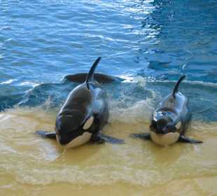 Orca Ocean Show