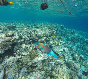 Schnorcheln Makadi Bay