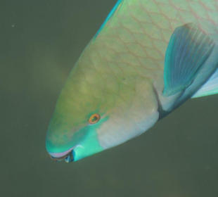 Hurghadas UnterWasserWelt