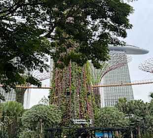 Gardens by the Bay