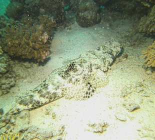 Tauchen bei der Dive Connection