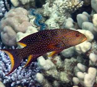 Mondsichel-Juwelenbarsch