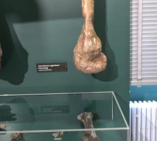 Staatliches Naturkunde Museum