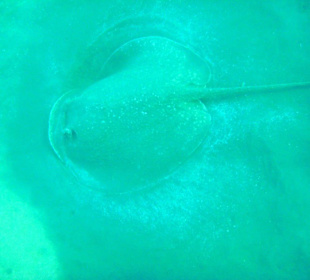 Riesiger Stachelrochen am Hausriff