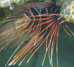 Feuerfisch / leider nicht frei schwimmend